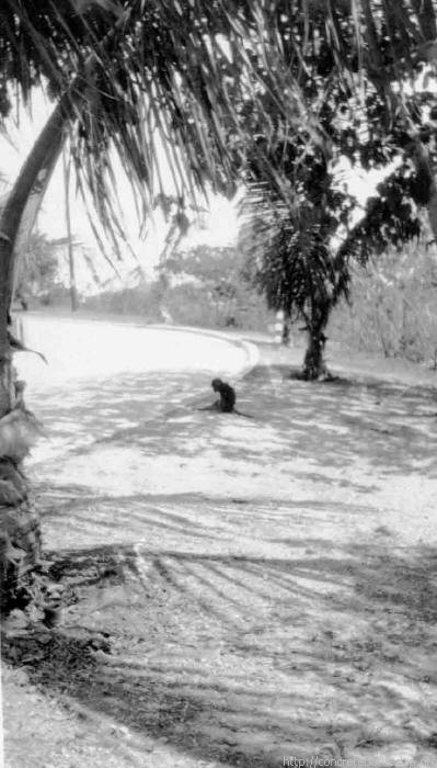 Corregidor - Monkey on road - 1934